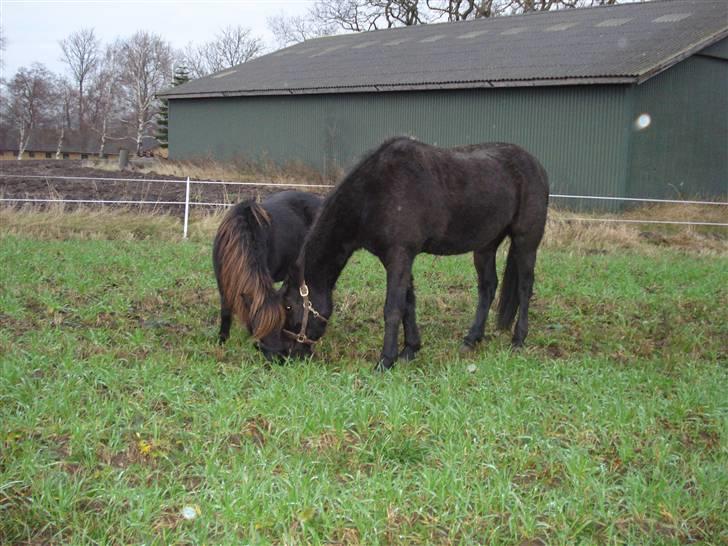 Shetlænder Speedy *Solgt og savnet* billede 2