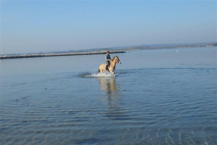 Fjordhest Emir Stanstorp *Solgt* - wee love wather <3 billede 15