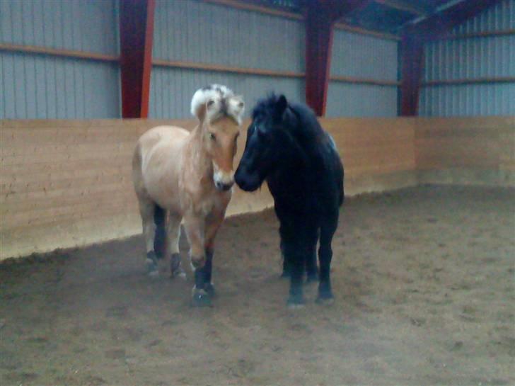 Fjordhest Emir Stanstorp *Solgt* - Emir og Nomeo .. billede 16