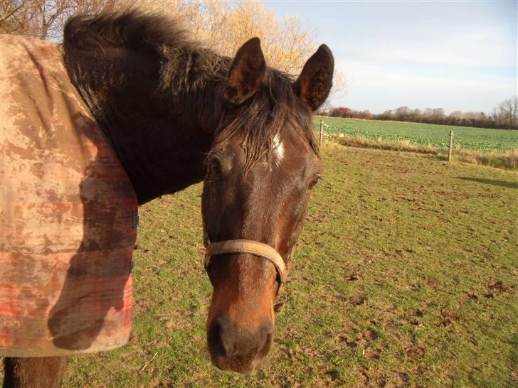 Dansk Varmblod A tempo - En glad hyp billede 7