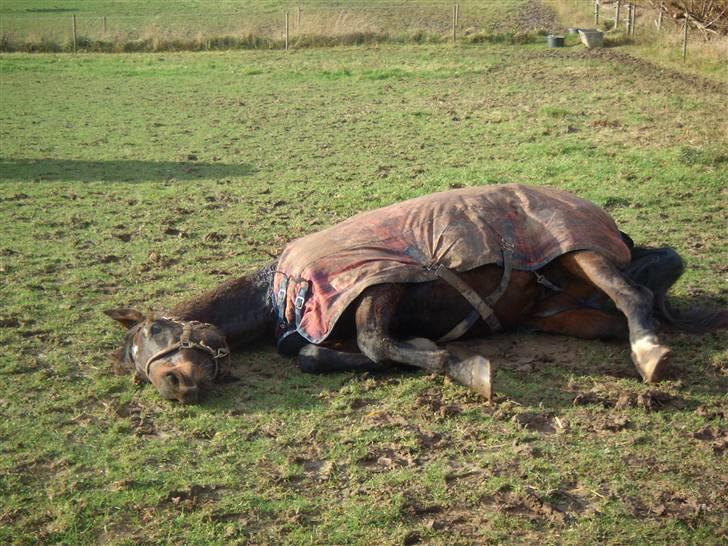 Dansk Varmblod A tempo - Et velfortjent rul efter en god arbejdsindsats billede 8