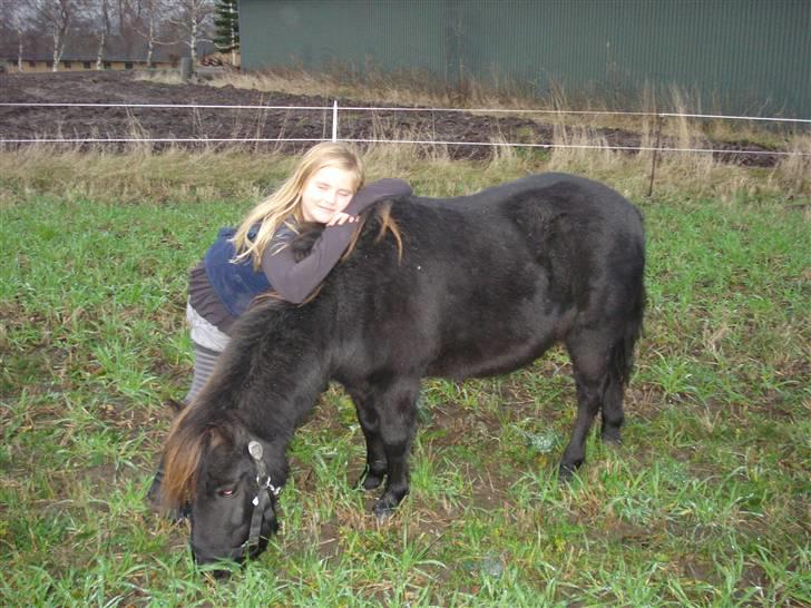 Shetlænder Speedy *Solgt og savnet* billede 3