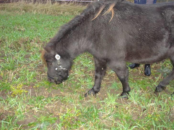 Shetlænder Speedy *Solgt og savnet* billede 4