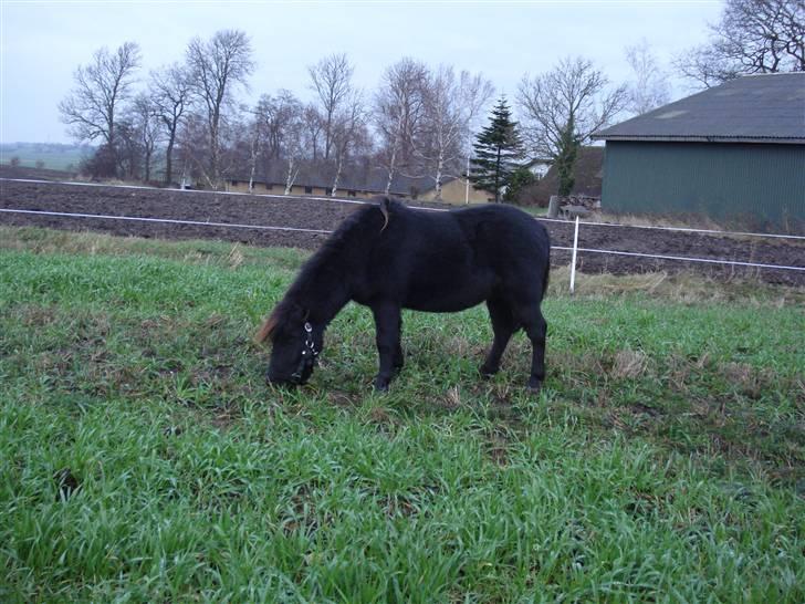Shetlænder Speedy *Solgt og savnet* billede 5