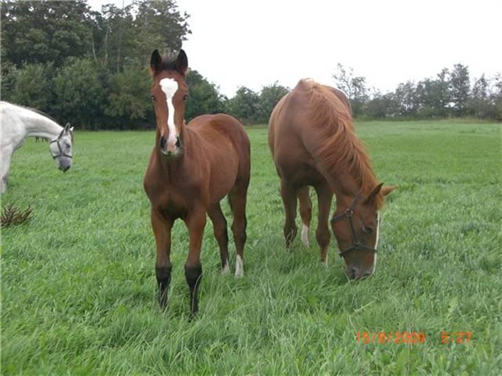 Anden særlig race Mikado - Mikado til venstre og hans mor til højre... billede 1