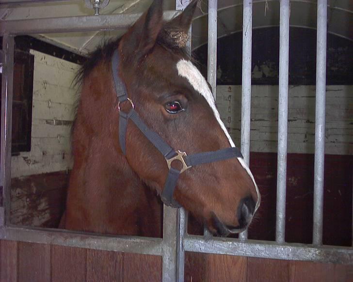 Anden særlig race Mikado - Det er tisler han har i pandelokken.... de runde kugler der, der sider fast i alt... havde han da jeg fik ham hjem, og jeg har prøvet at hive dem ud af af pandelokken men de vil ikke ud og han vilikke ha jeg rør ham for længe i hovede...  billede 2