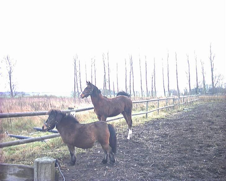 Anden særlig race Mikado billede 3