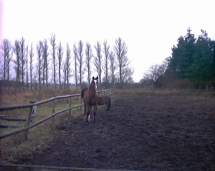 Anden særlig race Mikado billede 5