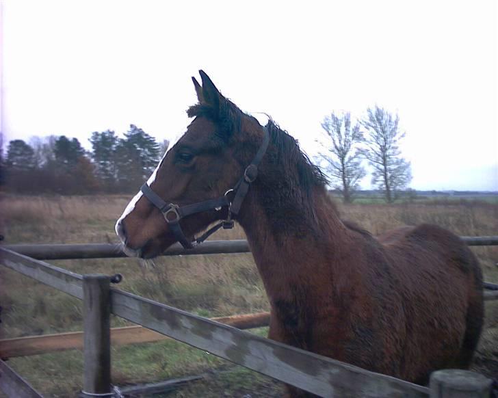 Anden særlig race Mikado billede 6