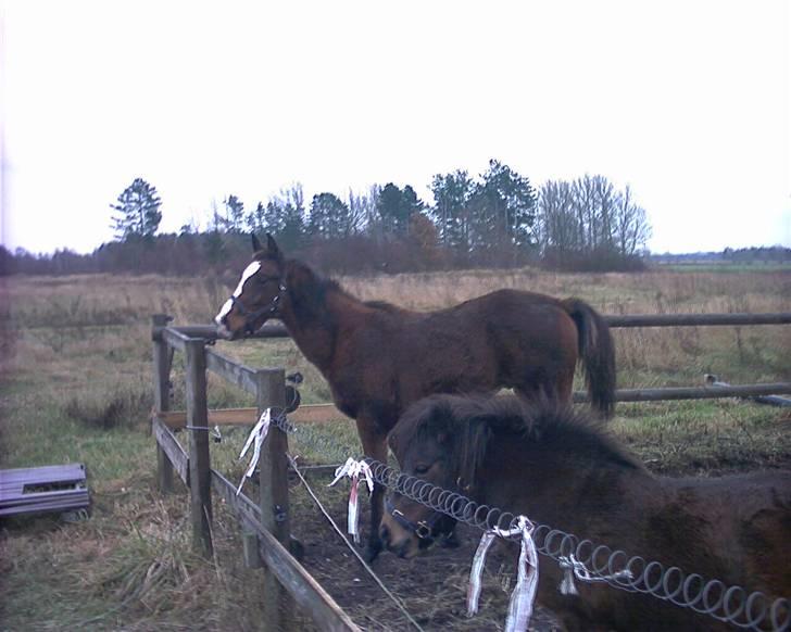 Anden særlig race Mikado billede 7