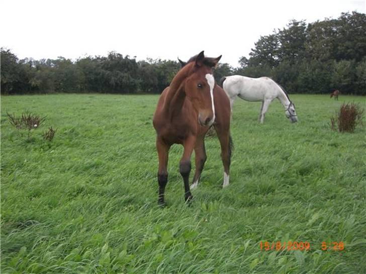 Anden særlig race Mikado billede 8
