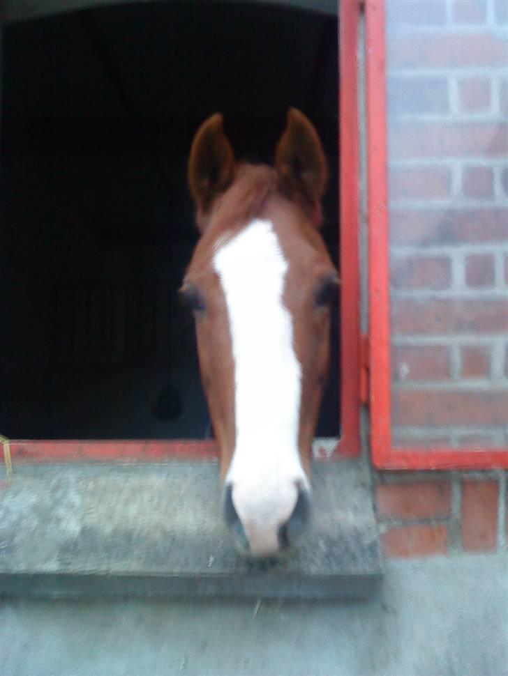 Welsh Pony (sec B)  Molenhorn´S Amaretto B-PONY [Tidl. hest] - Dejligt at have ham hjemme! tak fordi i kiggede med lidt gerne en kommetare og bedømmelse:-D billede 5