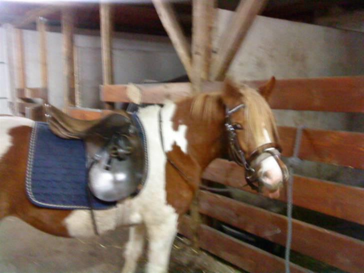 Anden særlig race Shiney *solgt* - Hun er ved at lære at få udstyr på<3 billede 6