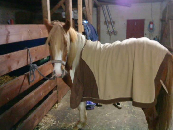 Anden særlig race Shiney *solgt* - miin hyp billede 7