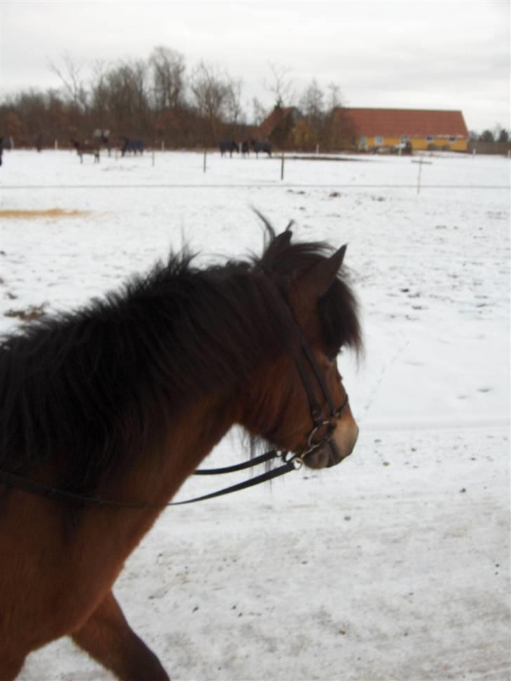 Islænder Súla Fra Dalvík - Súla i sneen :) billede 13