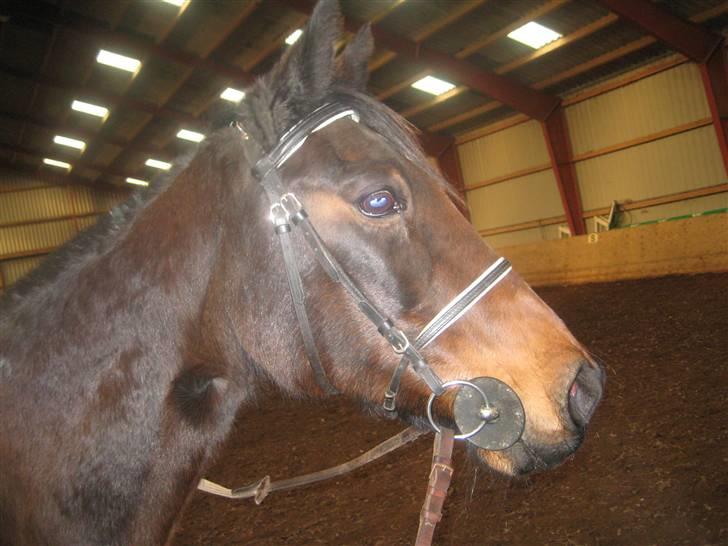 Traver sissel win - oktober 09, lige fået hende hjem, tynd og pjusket :-( billede 2