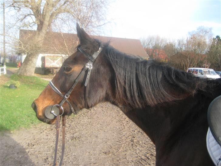 Traver sissel win - oktober 09, lige fået hende hjem, tynd og pjusket, se NYE billeder :-) billede 3