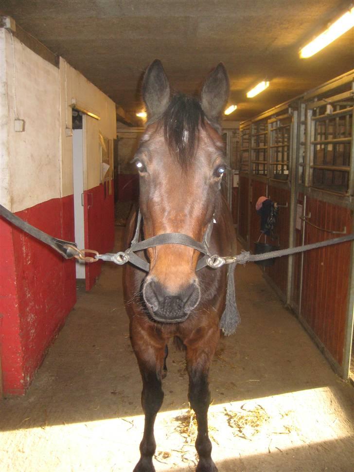 Traver sissel win - Var der nogle der sagde, kalveknæ?? ha ha billede 4