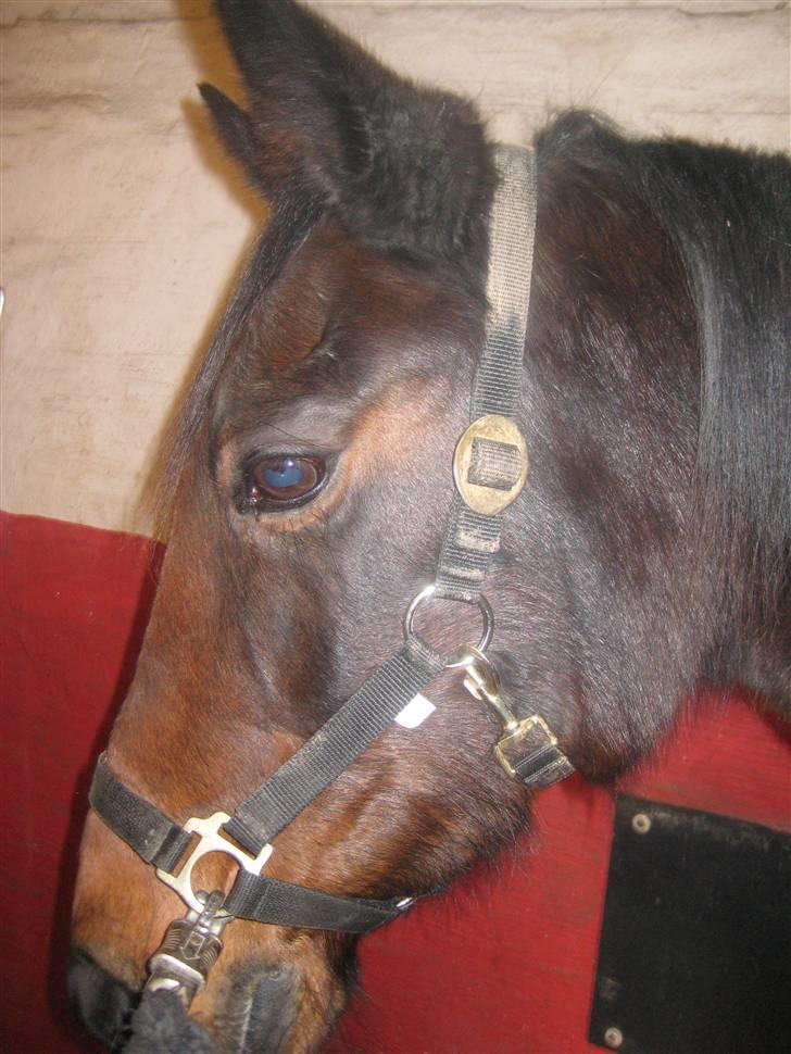 Traver sissel win billede 5