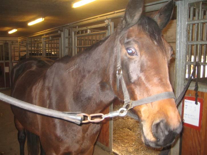 Traver sissel win billede 6