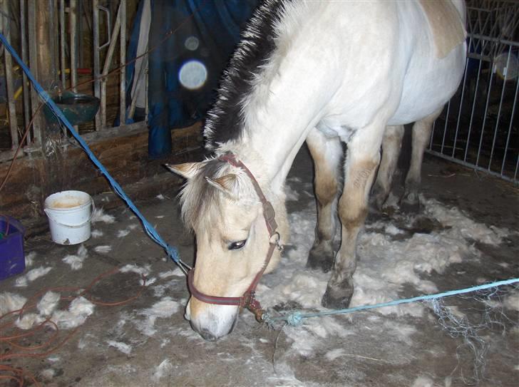 Fjordhest Lucca *søsters*  - er det mine hår?? Moraa!!  billede 14