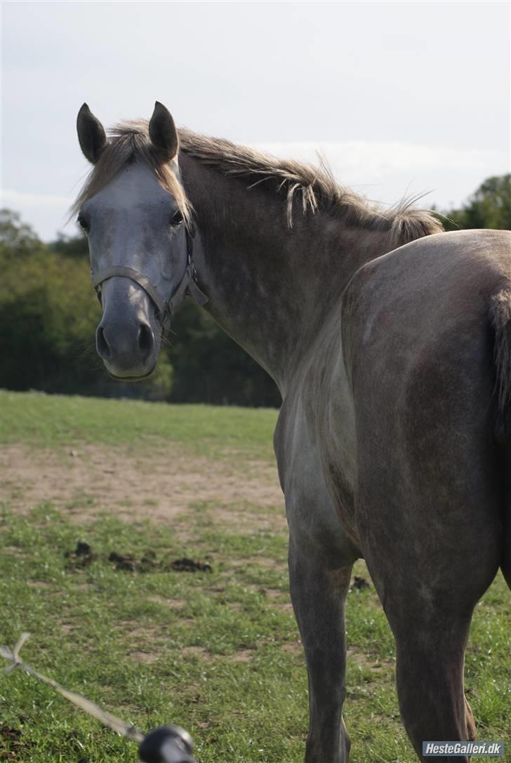 Dansk Varmblod Nikita af Sandager - september 2009 billede 19