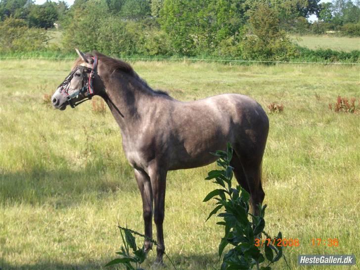 Dansk Varmblod Nikita af Sandager - sommerferien 2008 billede 20