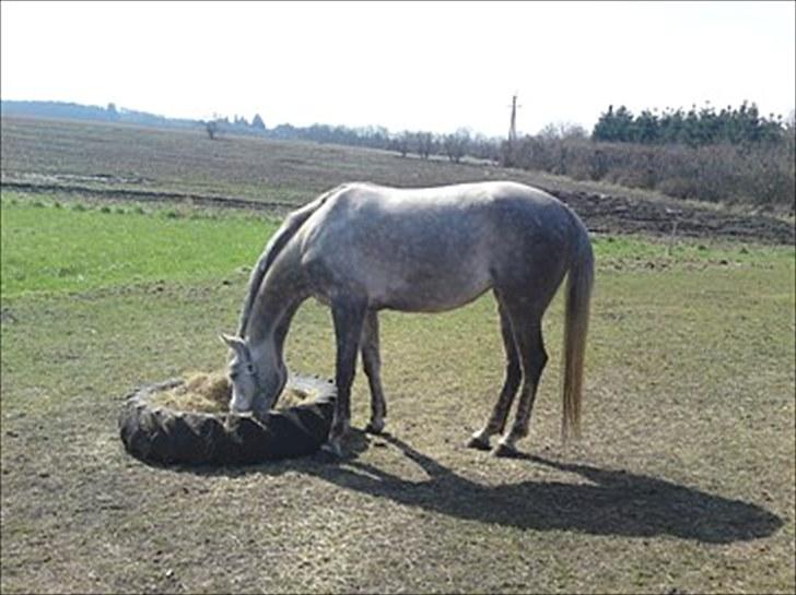 Dansk Varmblod Nikita af Sandager - Maj 2010  billede 11