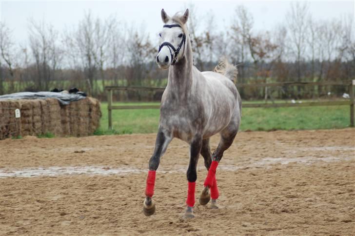 Dansk Varmblod Nikita af Sandager - september 2009 billede 17