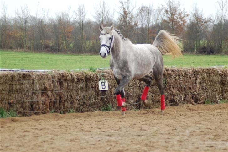 Dansk Varmblod Nikita af Sandager - september 2009 billede 18