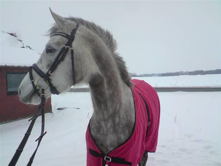 Dansk Varmblod Nikita af Sandager - Januar 2010 billede 10
