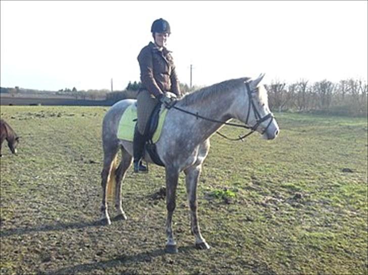 Dansk Varmblod Nikita af Sandager - Maj 2010 billede 7