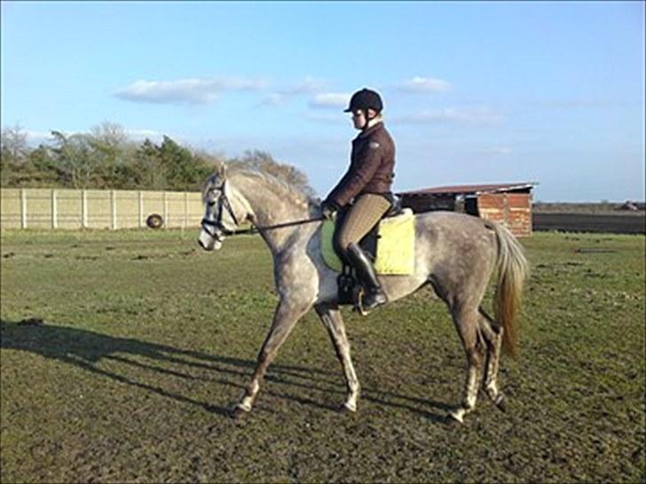 Dansk Varmblod Nikita af Sandager - Maj 2010  billede 8