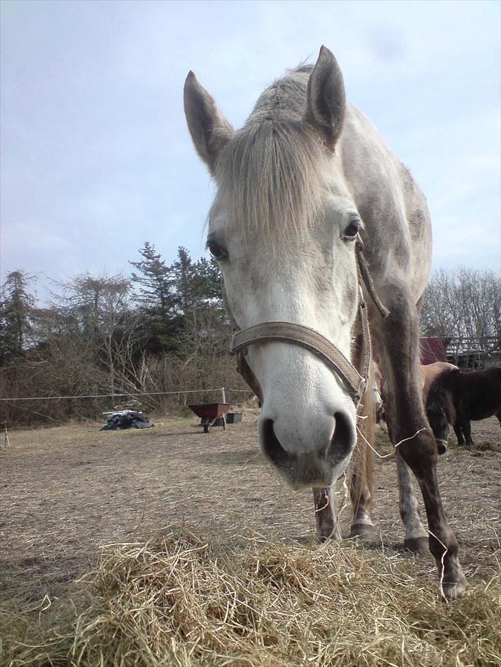Dansk Varmblod Nikita af Sandager - April 2010 billede 12