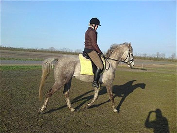 Dansk Varmblod Nikita af Sandager - Maj 2010  billede 9
