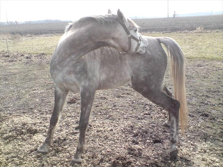 Dansk Varmblod Nikita af Sandager - uhh hvor det klør .. April 2010 billede 14