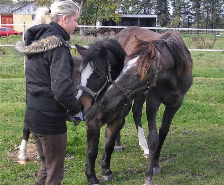 Sportsaraber (A) Matchless Fairytail - Lidt over 1 år. Dig og Laban tigger vidst ;-) billede 19