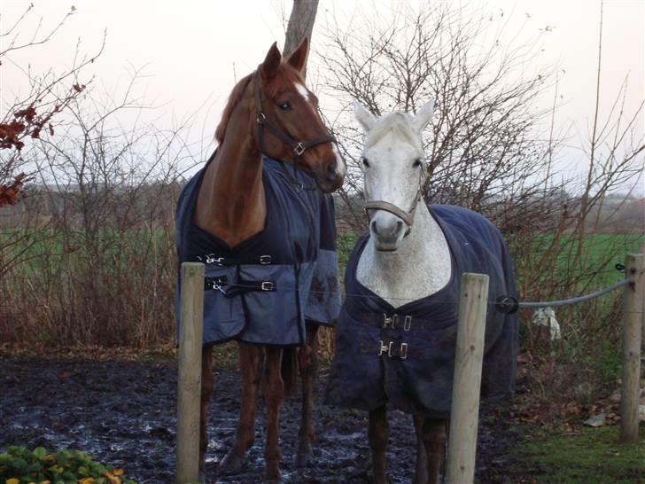 Hannoveraner Falknerin   billede 4