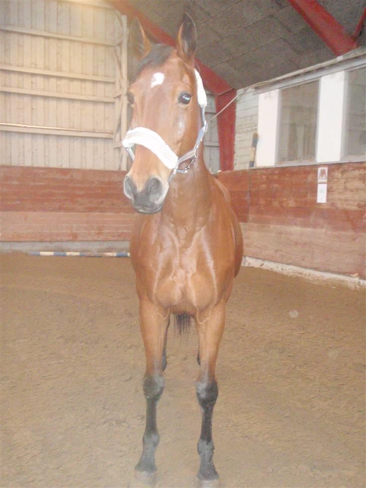 Oldenborg Sultan  - 20/11-2009 Løs i Ridehus :D billede 12