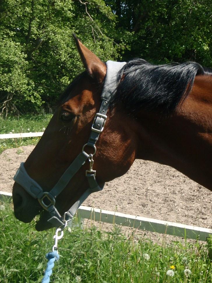 Oldenborg Sultan  - 29. maj 2010 billede 13