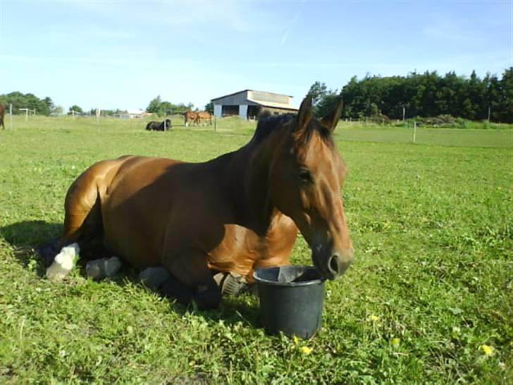 Dansk Varmblod Zuki <3 R.I.P. - Man skulle jo nødig anstrenge sig ;) billede 10