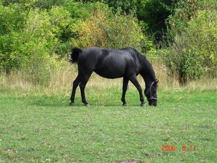 Anden særlig race Luna  - so I lost my head. and then he gave me head.. and then we got deported from Russia and I'm really, really sorry for being a slut ok? - Maxxie Oliver <3  billede 12