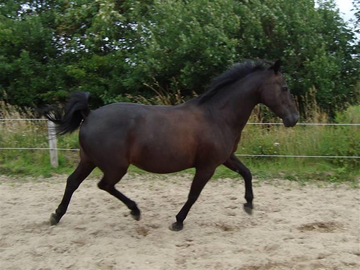 Anden særlig race Luna  - yeah, 'ear 'ear - George Weasley <3  billede 13