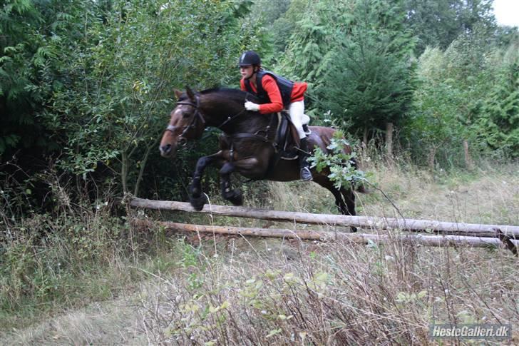 Dansk Varmblod Chanel Bratbjerg  - Hubertus Jagten 2009 - Foto : Michelle Ishøy billede 5