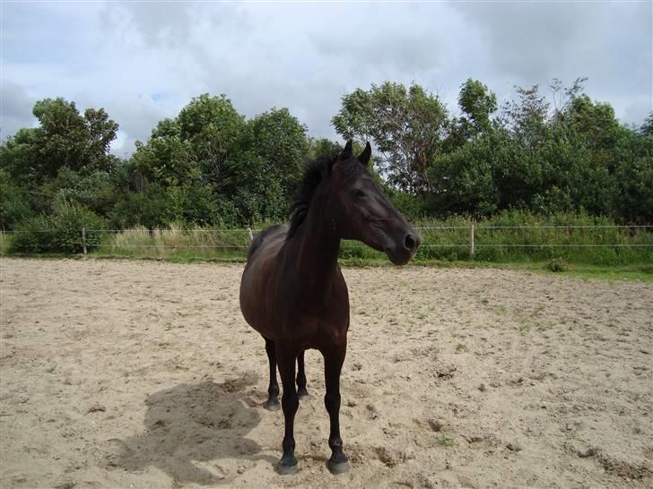 Anden særlig race Luna  - I'll kill you, you fucking flat-chested cock-sucking spastic horsefucker! - Abigail Stock <3  billede 15