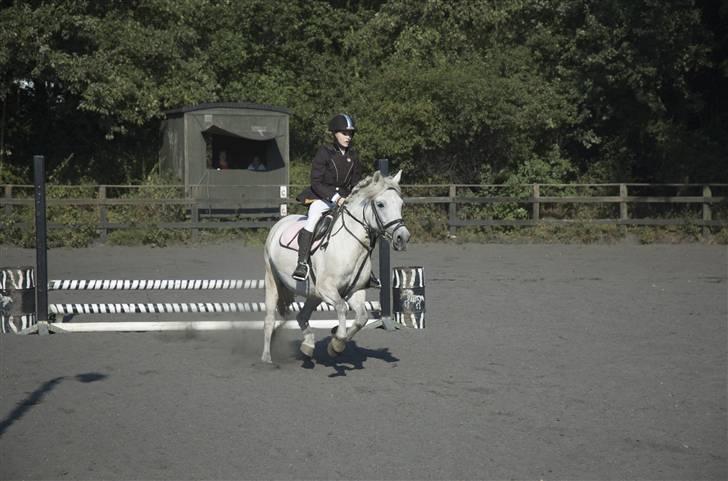 Anden særlig race Zafir (rideskolepony) - <3 billede 3