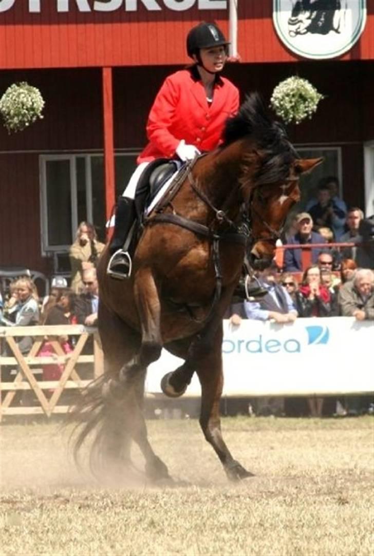 Dansk Varmblod Chanel Bratbjerg  - Roskilde Dyrskue 2009  billede 7