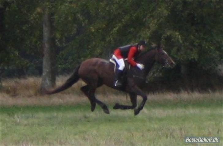 Dansk Varmblod Chanel Bratbjerg  - Hubertus Jagten 2009 - Foto : Michelle Ishøy billede 8