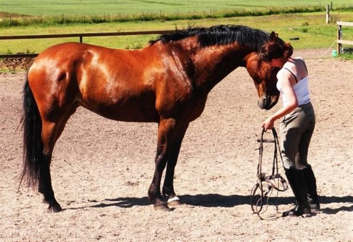 Dansk Varmblod Chanel Bratbjerg  - Efter Træning - Foto : Niima Boa billede 9