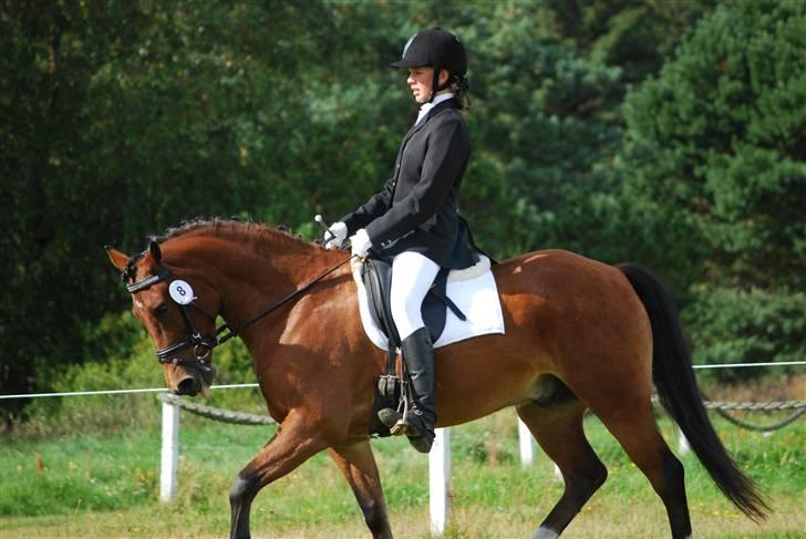 New Forest Rødtjørns Mripkiss billede 9